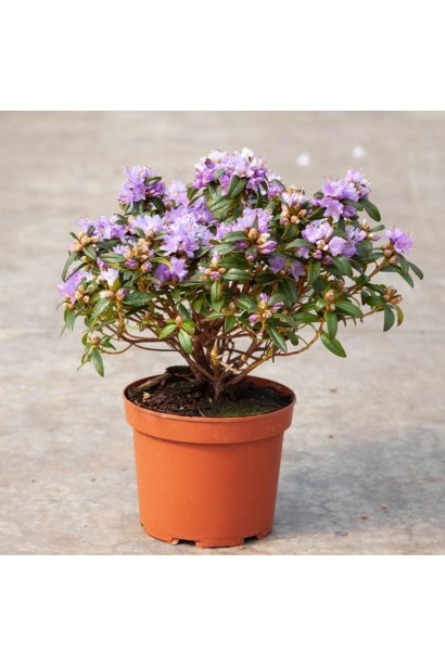 Саджанець Rhododendron ’Gristede’